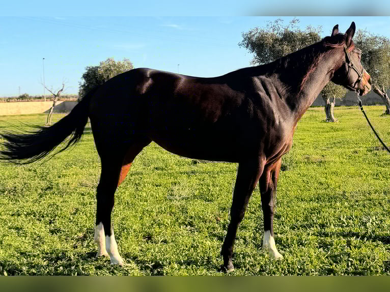 American Quarter Horse Klacz 4 lat 160 cm Ciemnogniada in Bari