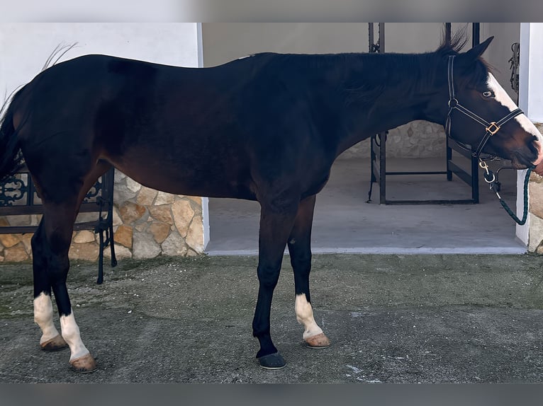 American Quarter Horse Klacz 4 lat 160 cm Ciemnogniada in Bari