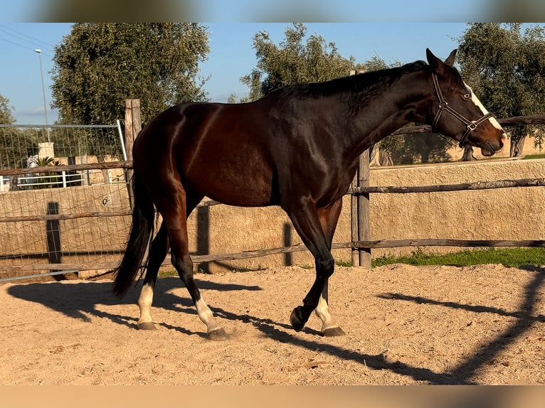 American Quarter Horse Klacz 4 lat 160 cm Ciemnogniada in Bari