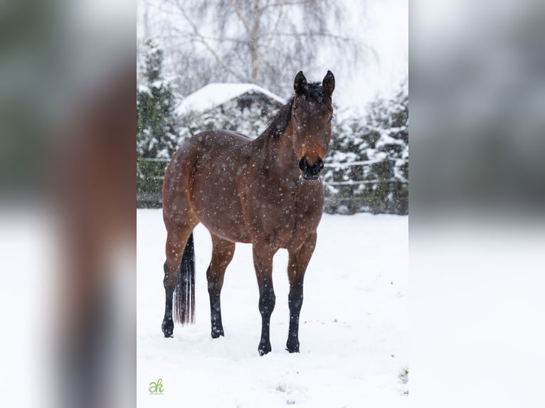 American Quarter Horse Klacz 4 lat 160 cm Gniadodereszowata in Stadtallendorf
