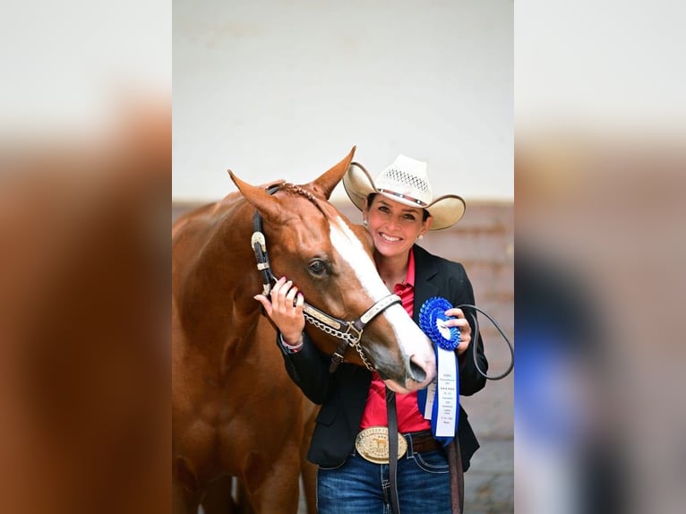 American Quarter Horse Klacz 4 lat 160 cm Kasztanowata in Neufra