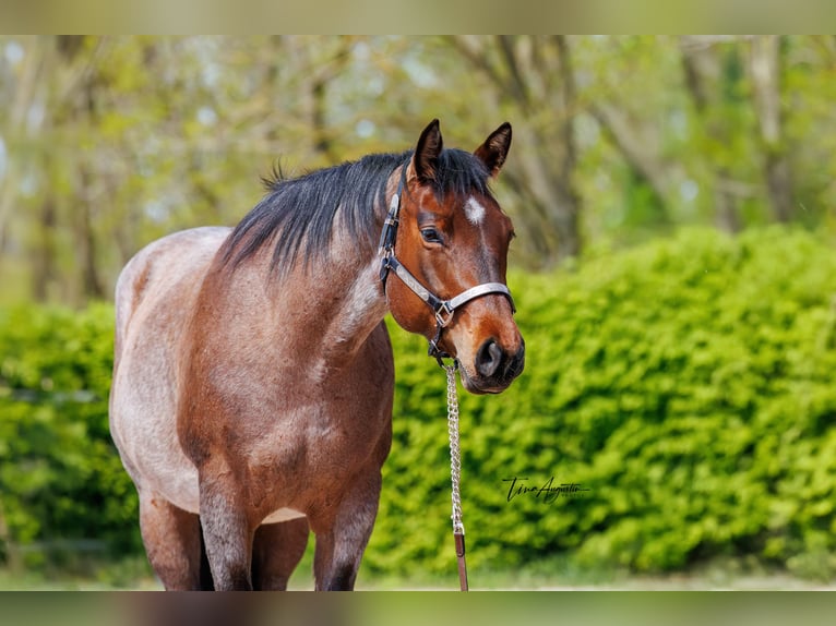 American Quarter Horse Klacz 4 lat 162 cm Gniadodereszowata in Stahnsdorf