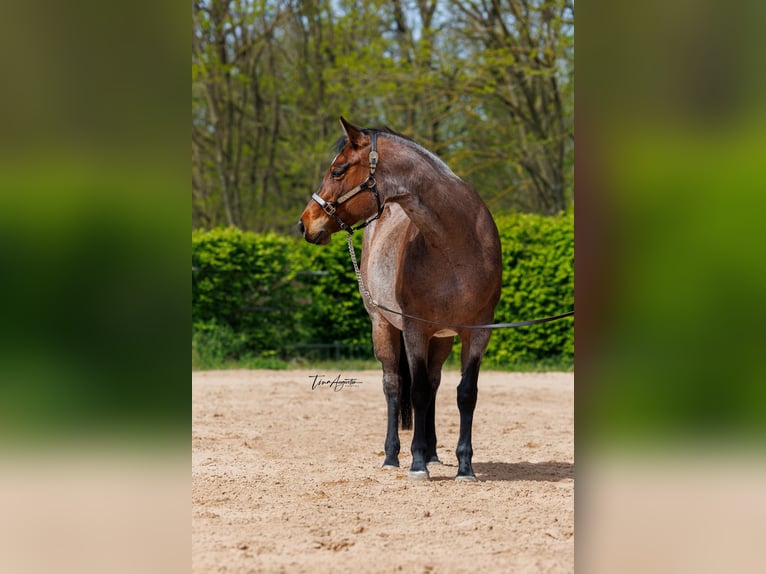 American Quarter Horse Klacz 4 lat 162 cm Gniadodereszowata in Stahnsdorf