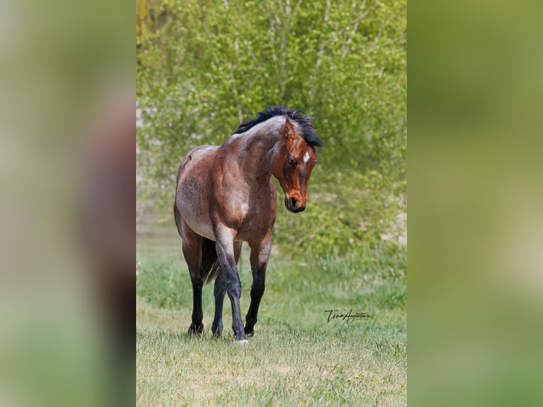 American Quarter Horse Klacz 4 lat 162 cm Gniadodereszowata in Stahnsdorf