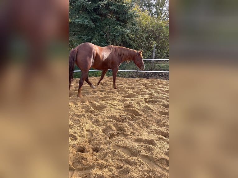 American Quarter Horse Klacz 4 lat 163 cm Gniada in Spremberg