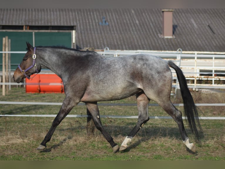 American Quarter Horse Klacz 4 lat 163 cm Gniadodereszowata in Pöttsching