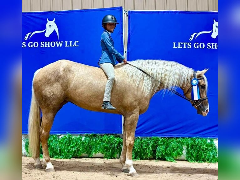 American Quarter Horse Klacz 4 lat 163 cm Izabelowata in Ocala