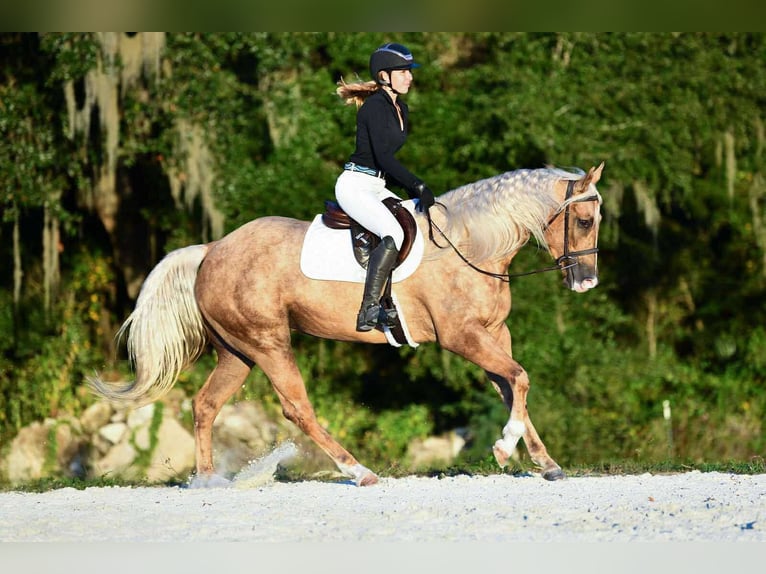 American Quarter Horse Klacz 4 lat 163 cm Izabelowata in Ocala