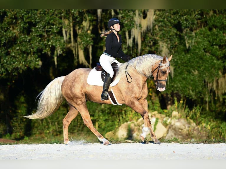 American Quarter Horse Klacz 4 lat 163 cm Izabelowata in Ocala