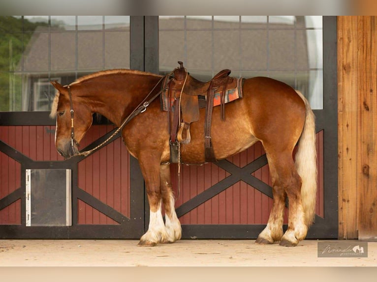 American Quarter Horse Mix Klacz 4 lat 165 cm Cisawa in Rebersburg, PA