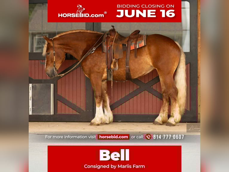 American Quarter Horse Mix Klacz 4 lat 165 cm Cisawa in Rebersburg, PA