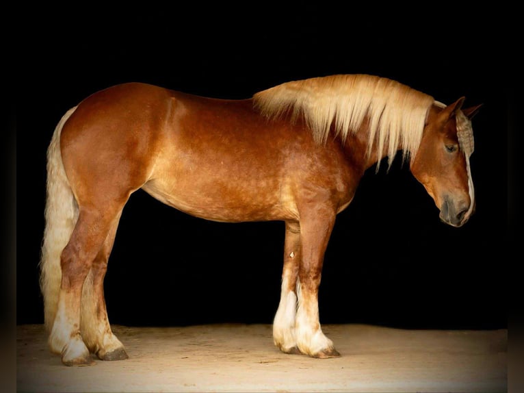 American Quarter Horse Mix Klacz 4 lat 165 cm Cisawa in Rebersburg, PA