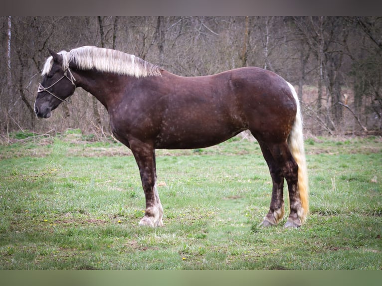American Quarter Horse Klacz 4 lat 173 cm in Flemingsburg KY