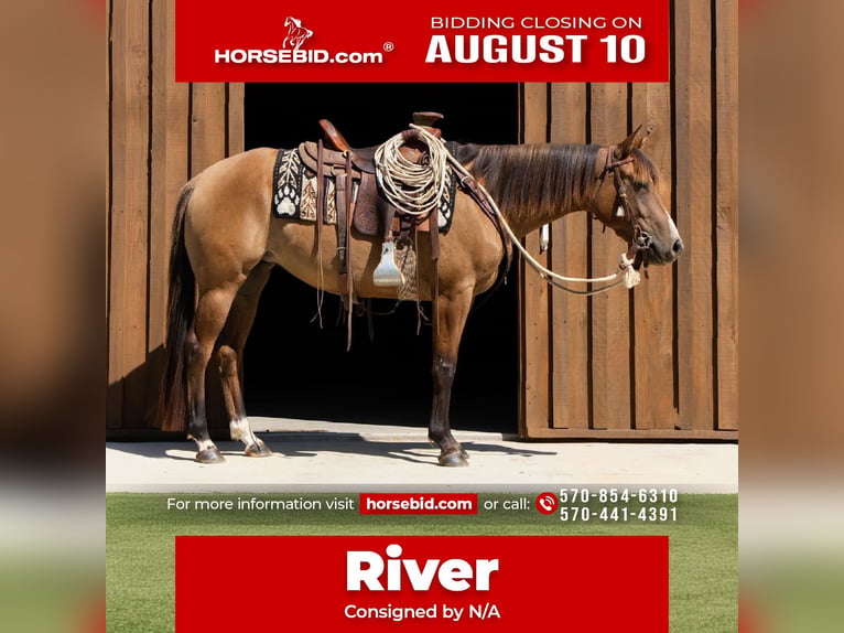 American Quarter Horse Klacz 4 lat Bułana in Bloomsburg