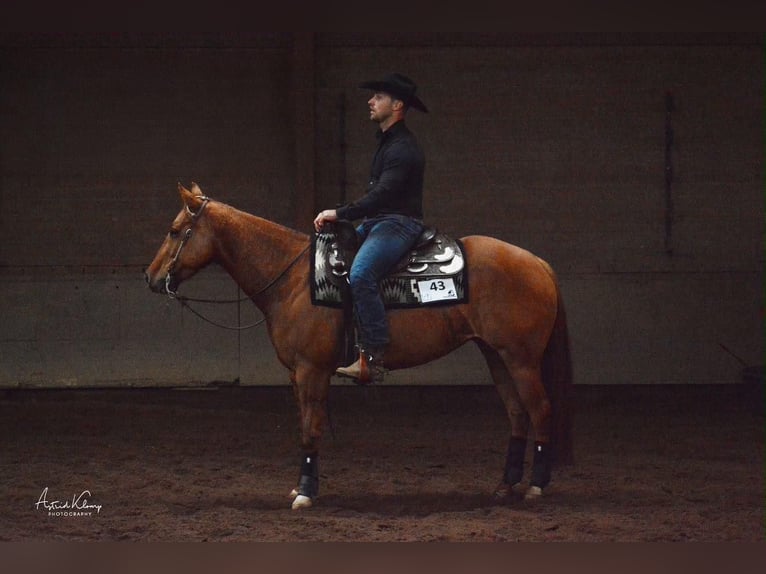 American Quarter Horse Klacz 4 lat Bułana in Schoondijke