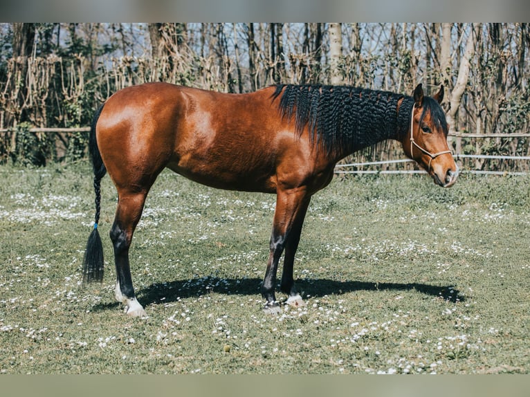 American Quarter Horse Klacz 4 lat Ciemnogniada in San Michele Di Serino