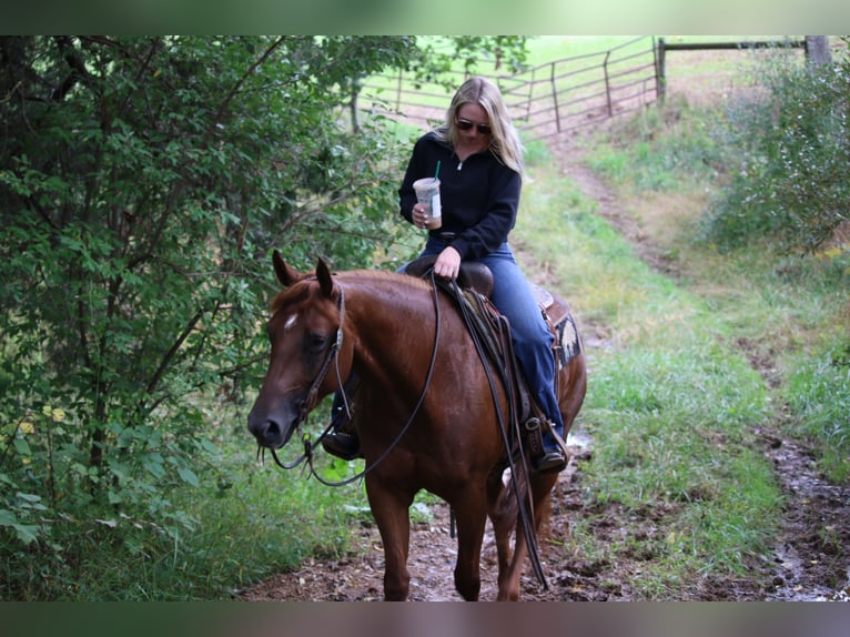 American Quarter Horse Klacz 4 lat Ciemnokasztanowata in Jonestown