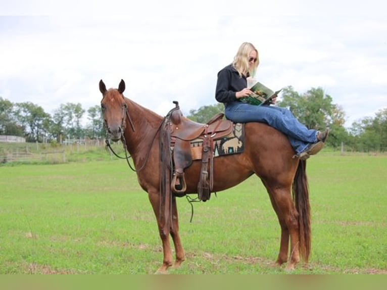 American Quarter Horse Klacz 4 lat Ciemnokasztanowata in Jonestown