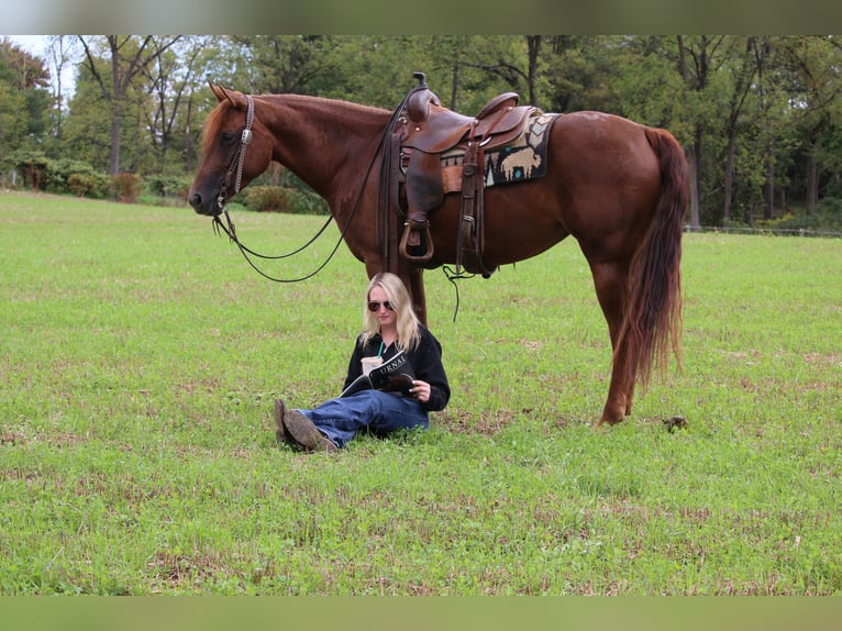 American Quarter Horse Klacz 4 lat Ciemnokasztanowata in Jonestown