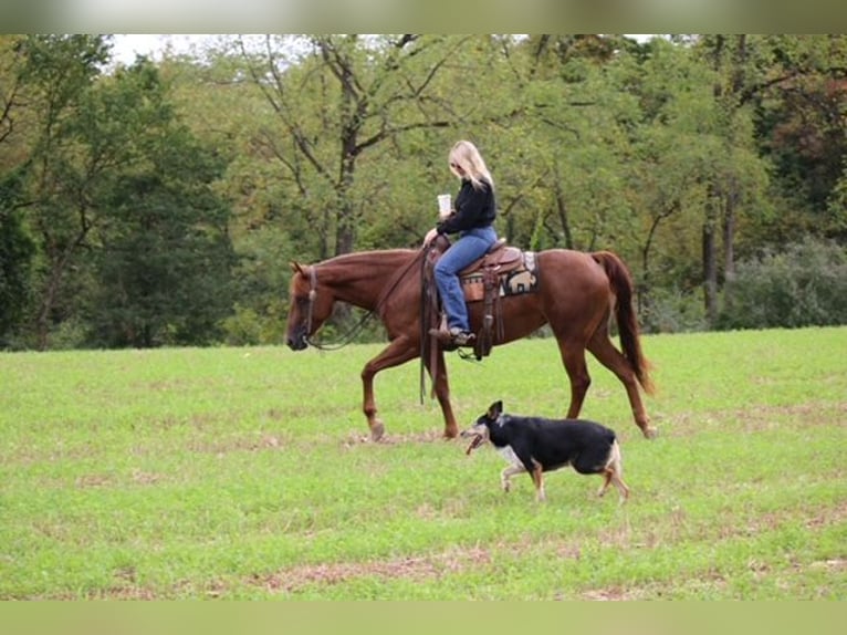 American Quarter Horse Klacz 4 lat Ciemnokasztanowata in Jonestown