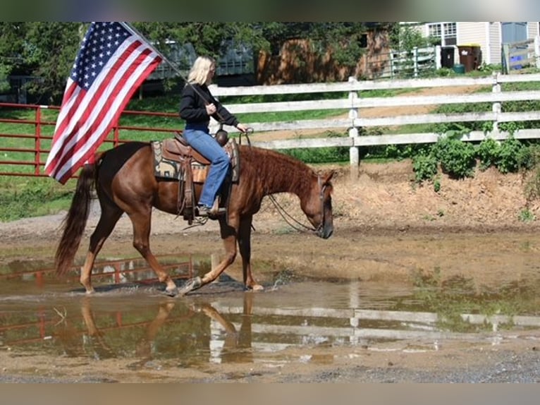 American Quarter Horse Klacz 4 lat Ciemnokasztanowata in Jonestown