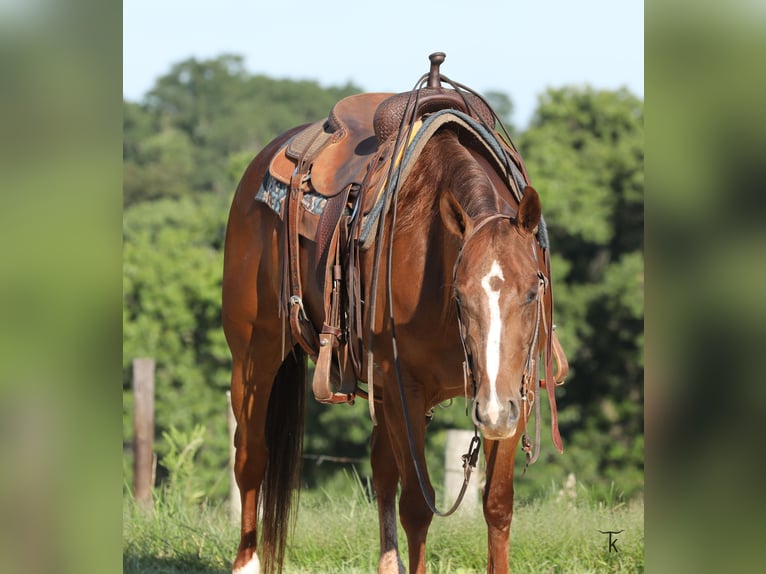 American Quarter Horse Klacz 4 lat Cisawa in Bellevue