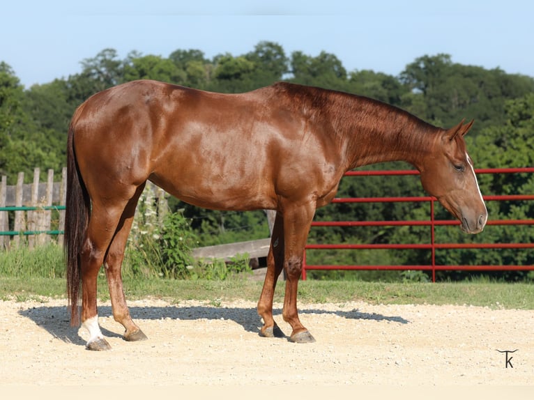 American Quarter Horse Klacz 4 lat Cisawa in Bellevue