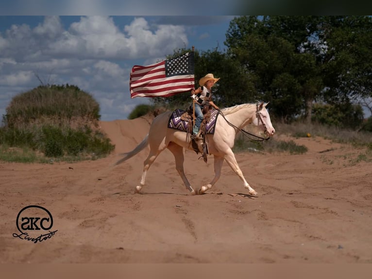 American Quarter Horse Klacz 4 lat Cremello in Canyon