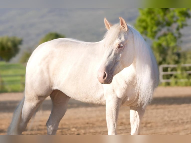 American Quarter Horse Klacz 4 lat Cremello in Spello