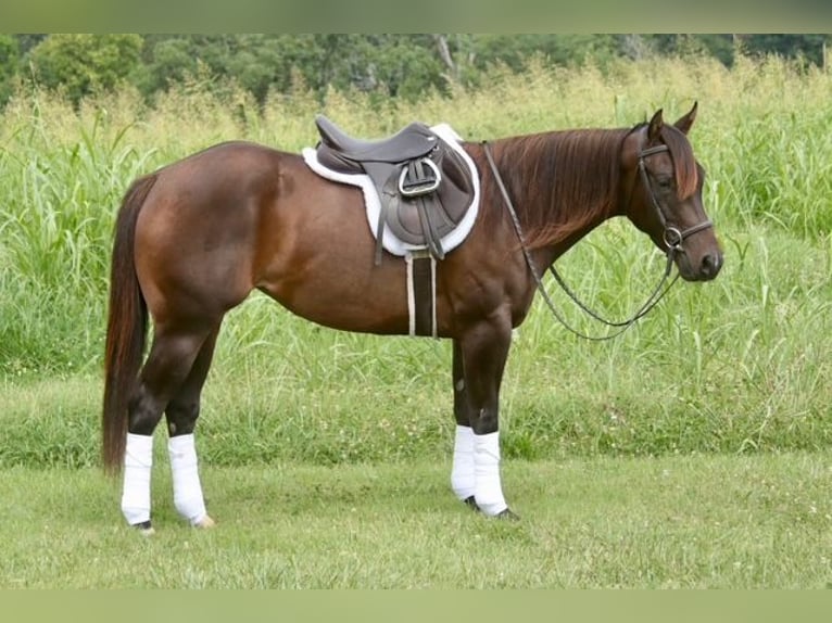 American Quarter Horse Klacz 4 lat Gniada in Dublin