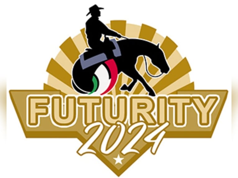 American Quarter Horse Klacz 4 lat Gniada in Cremona