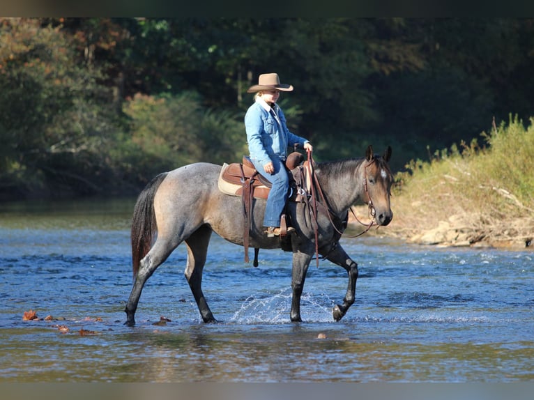 American Quarter Horse Klacz 4 lat Gniadodereszowata in Clarion