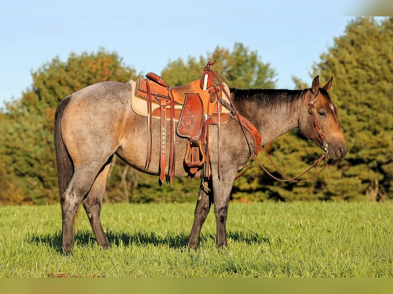 American Quarter Horse Klacz 4 lat Gniadodereszowata in Clarion