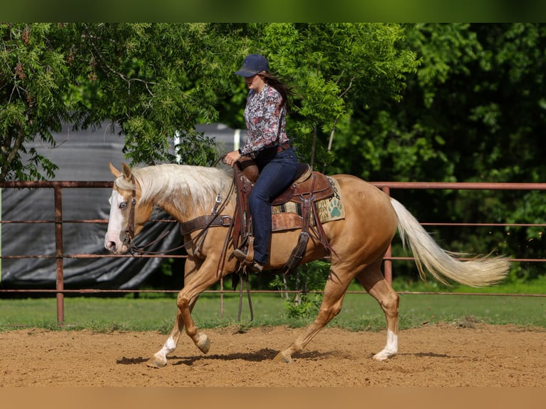 American Quarter Horse Klacz 4 lat Izabelowata in Rusk