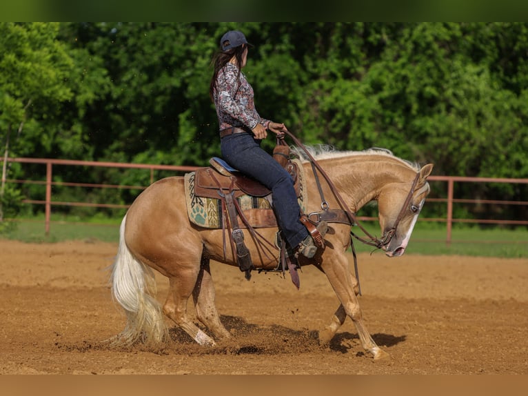 American Quarter Horse Klacz 4 lat Izabelowata in Rusk