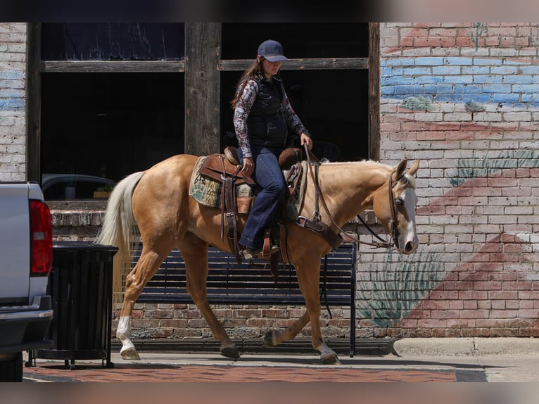 American Quarter Horse Klacz 4 lat Izabelowata in Rusk