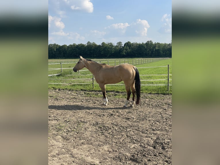 American Quarter Horse Klacz 4 lat Jelenia in Espelkamp
