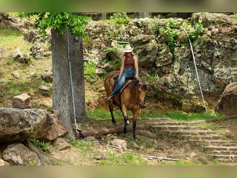 American Quarter Horse Klacz 4 lat Jelenia in Quitman