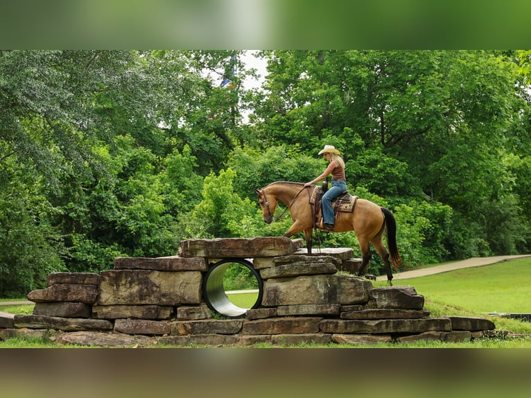 American Quarter Horse Klacz 4 lat Jelenia in Quitman