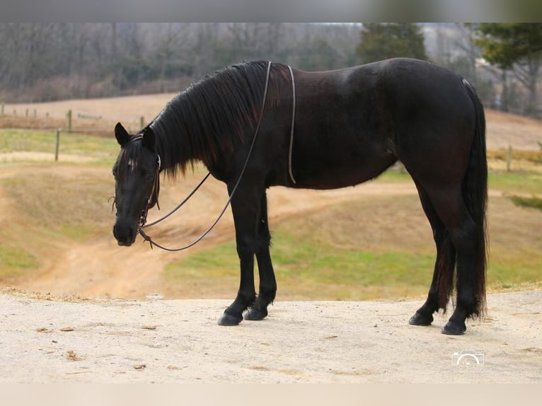 American Quarter Horse Klacz 4 lat Kara in Jonestown, PA