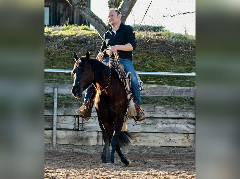 American Quarter Horse Klacz 4 lat Kara in Ehingen