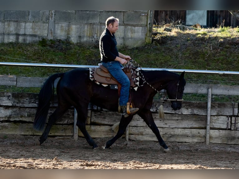 American Quarter Horse Klacz 4 lat Kara in Ehingen