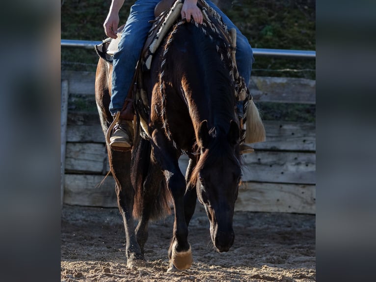 American Quarter Horse Klacz 4 lat Kara in Ehingen