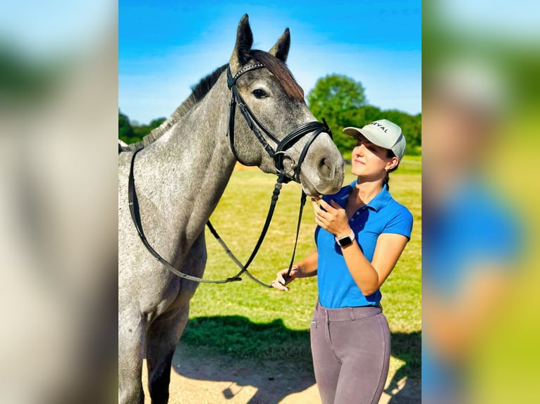 American Quarter Horse Klacz 4 lat Karodereszowata in Texarkana TX