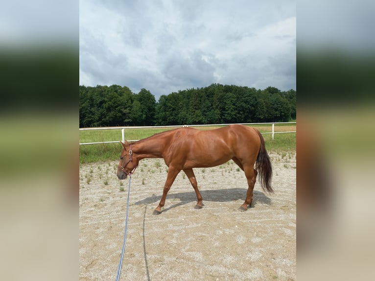 American Quarter Horse Klacz 4 lat in Ostermiething