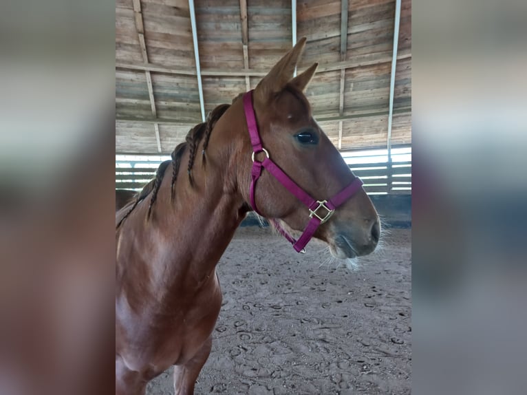 American Quarter Horse Klacz 4 lat in Ostermiething