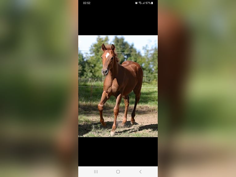 American Quarter Horse Klacz 4 lat in Ostermiething