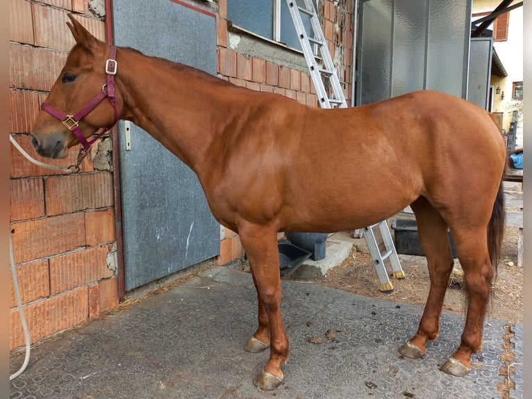 American Quarter Horse Klacz 4 lat in Ostermiething
