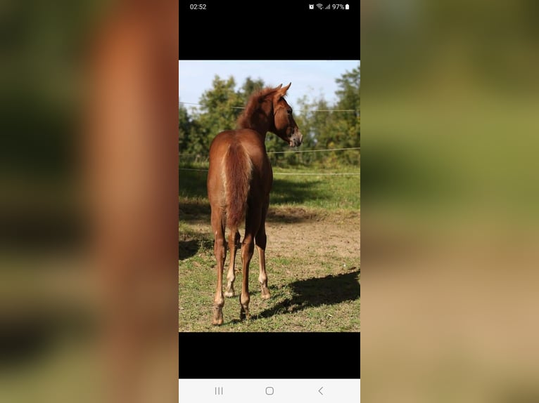 American Quarter Horse Klacz 4 lat in Ostermiething