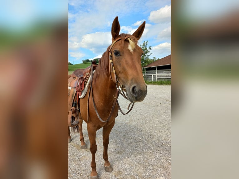 American Quarter Horse Klacz 4 lat in Ostermiething